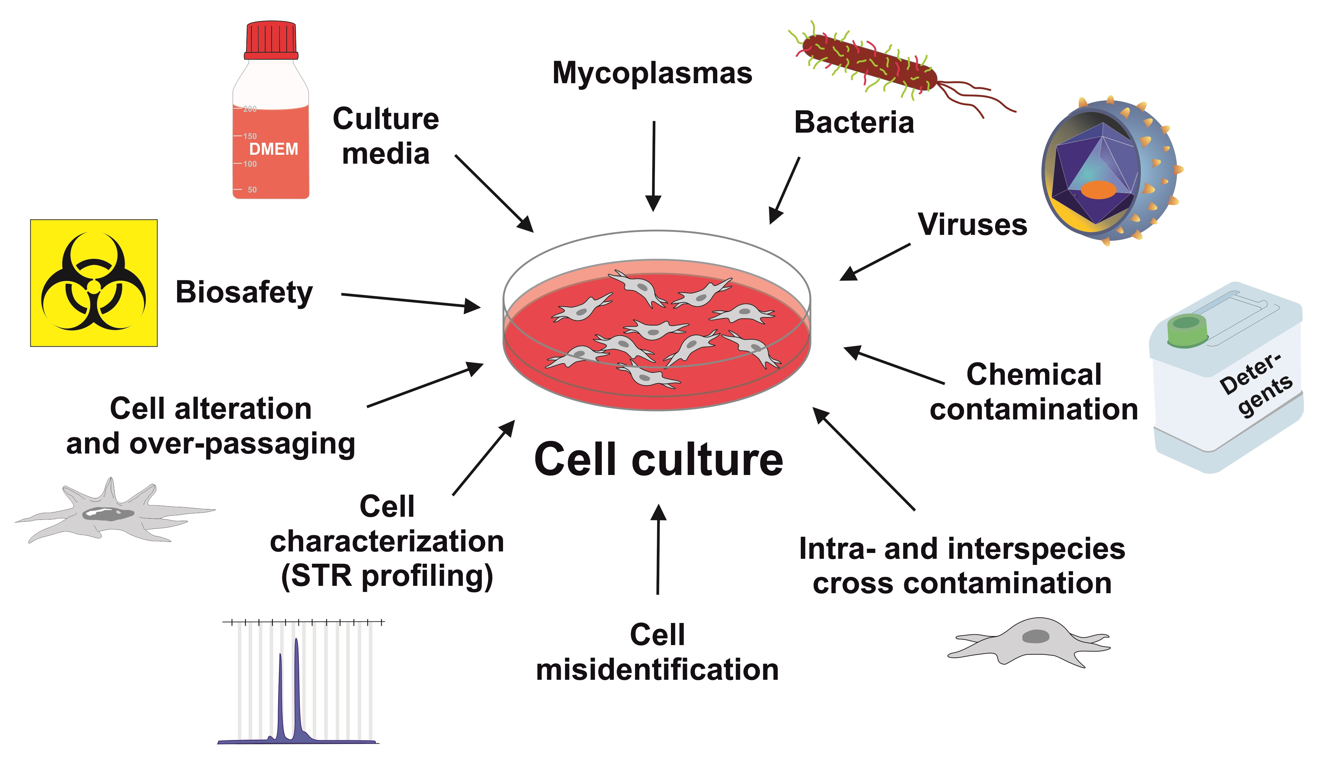 Cell culture