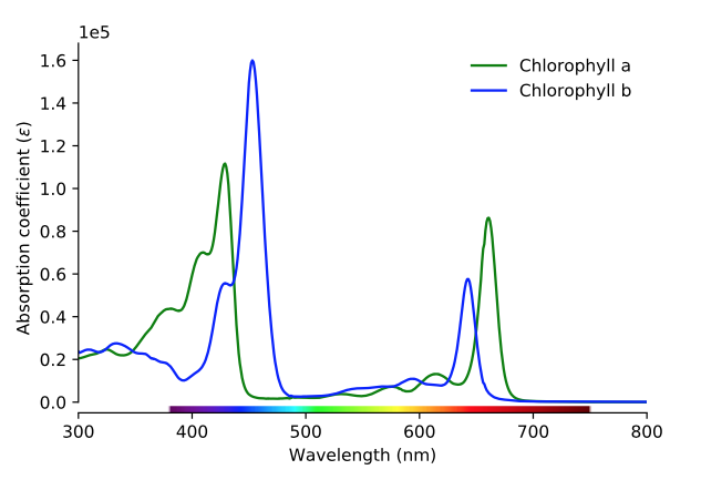 Absorption spectra of chlorophyll a and b