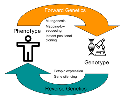 Forward genetics and reverse genetics