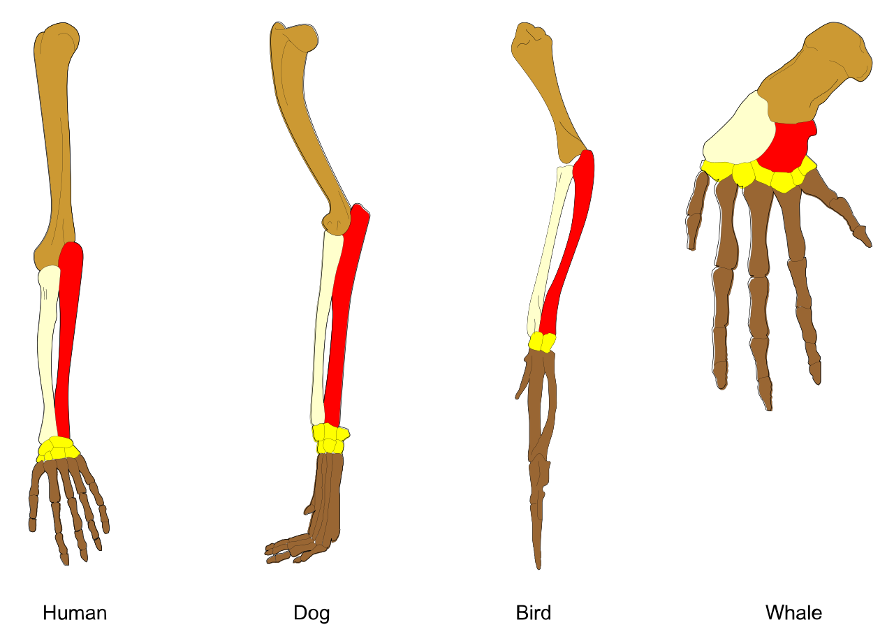 Homologous bones
