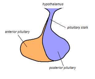 Hypothalamus and the posterior pituitary are connected by the infundibular stalk.
