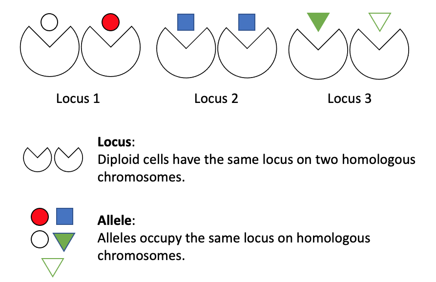 Public comain image showing alleles and loci