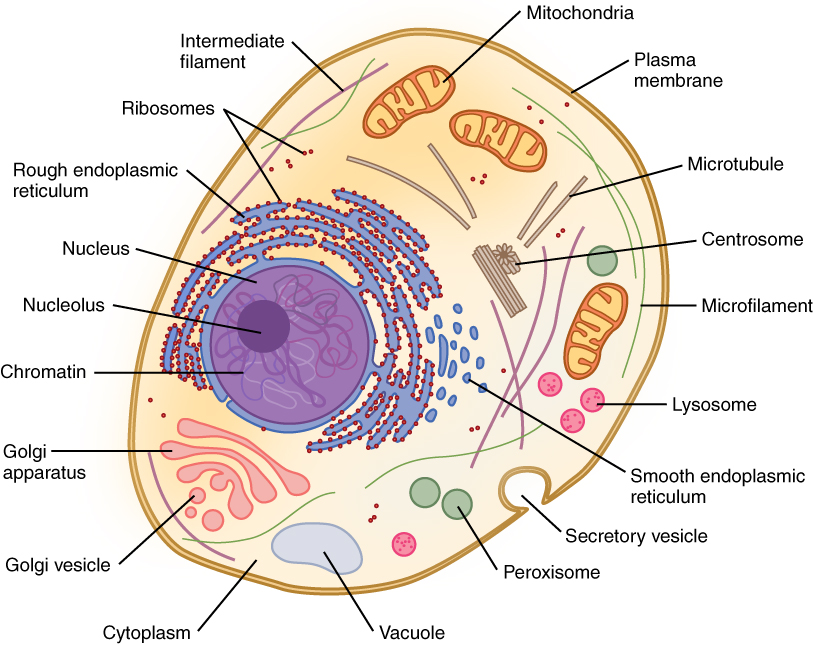 Public domain image of an animal cell diagram