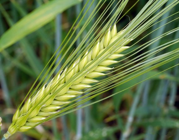 Green barley