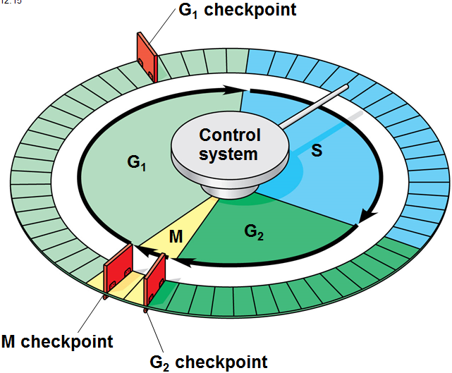 Public domain image of the cell cycle with checkpoints
