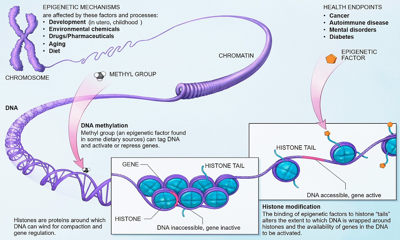 Chromatin structure