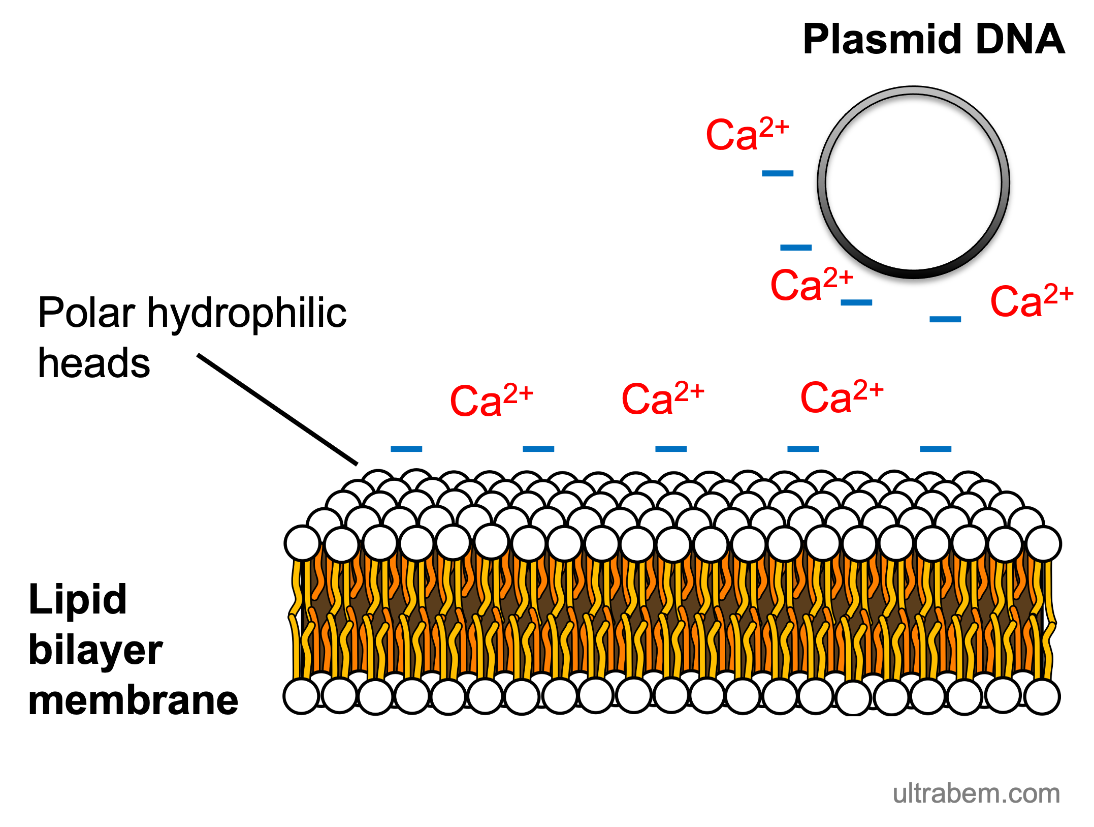 Public domain image of competent cell preparation