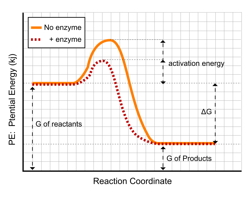 Enzymes lowers activation energy