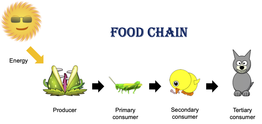 Food chain