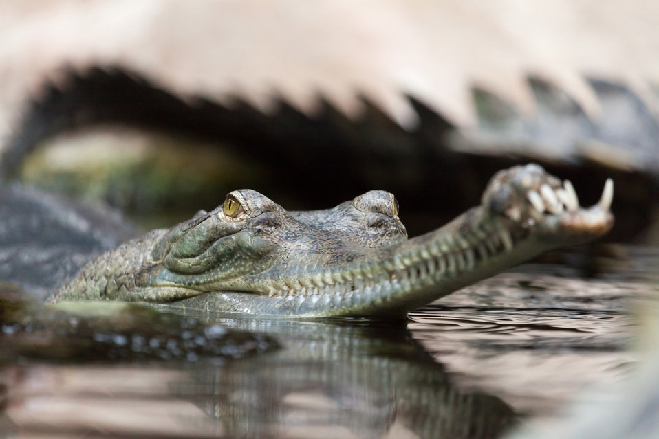 A typical consumer, gharial