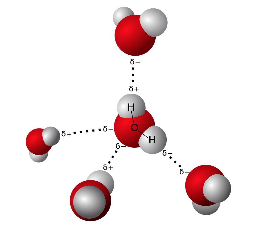 Hydrogen bonds between water molecules