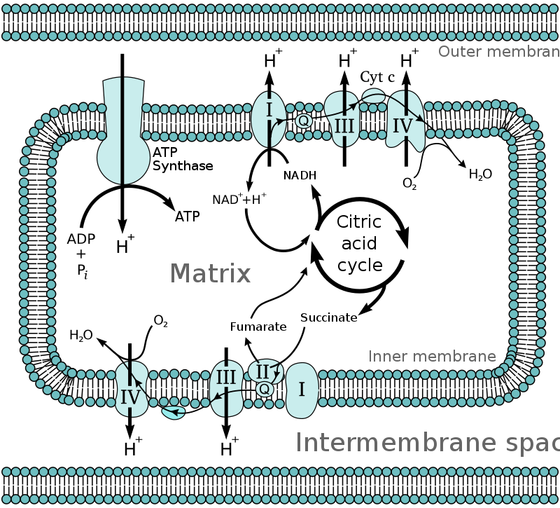 Mitochondrial electron transport chain