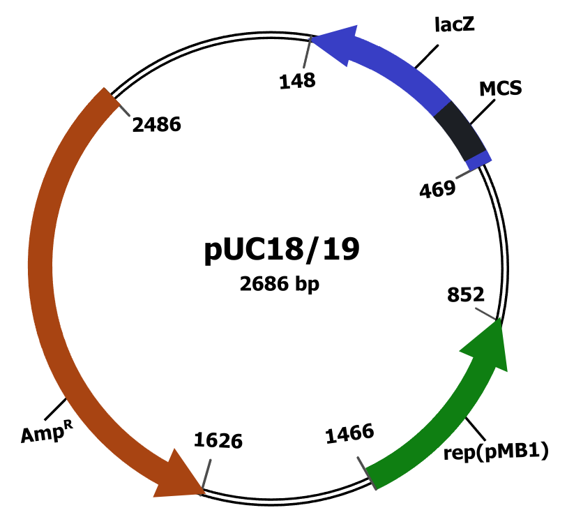 pUC18 plasmid vector