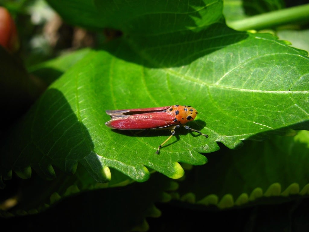 A planthopper on a leaf